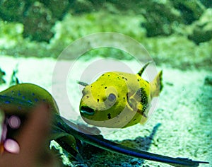 Aquarium egzotic fish