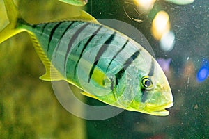 Aquarium egzotic fish