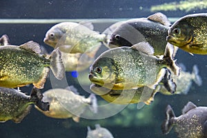 Aquarium filled with piranha fishes 