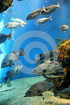 Aquarium Finisterrae photo