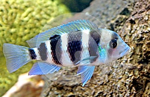 Aquarium fish 13