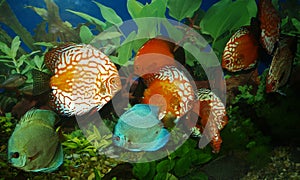 Aquarium fish