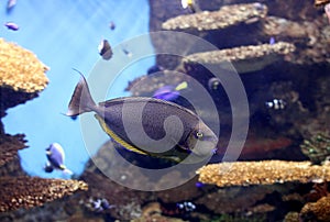 Aquarium fish