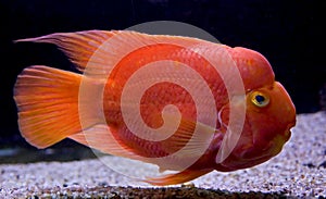 Aquarium fish 26