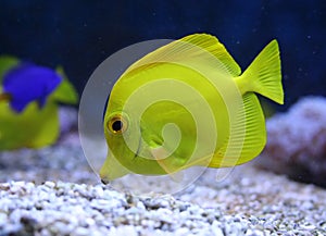 Aquarium fish img