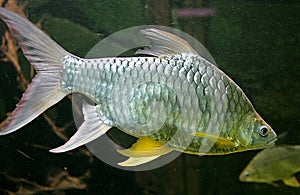 Aquarium Fish 7