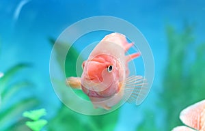 aquarium fish Amphilophus citrinellus