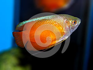 Aquarium fish. Anabantoidae family