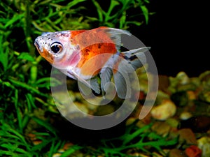 Aquarium fish from Asia. Goldfish photo