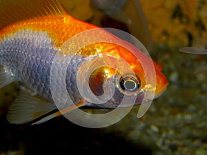 Aquarium fish from Asia. Goldfish photo