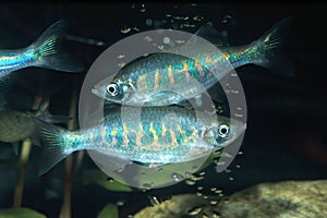 Aquarium fish. The barred danio Devario pathirana