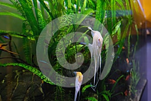 Aquarium fish for beginners and experienced, peaceful and predatory.