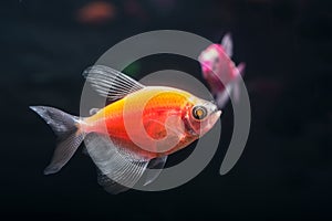 Aquarium fish. Black tetra. Gymnocorymbus ternetzi. Bright glowing colors. Animals. Dark background