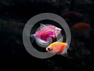 Aquarium fish. Black tetra. Gymnocorymbus ternetzi. Bright glowing colors. Animals. Dark background