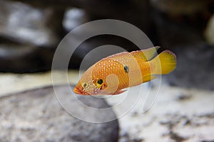 Aquarium fish Chromis