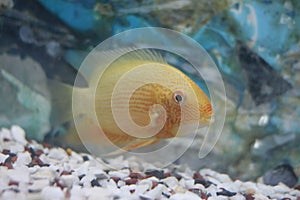 Aquarium fish Cichlasoma severum in aquatic plants