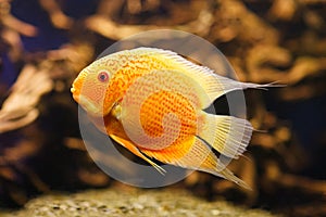 Aquarium fish Cichlasoma severum in aquatic plants. photo