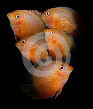 Aquarium fish. Cichlidae family