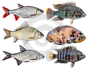 Aquarium fish cichlids, blue acara. Freshwater tropical isolated