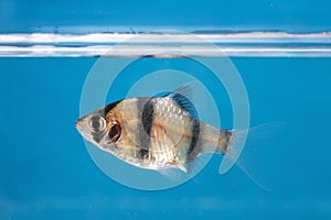 Aquarium fish, close-up photography, studio photography