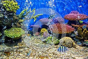 Aquarium fish with coral and aquatic animals