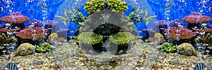 Aquarium fish with coral and aquatic animals