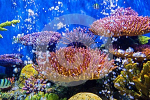 Aquarium fish with coral and aquatic animals