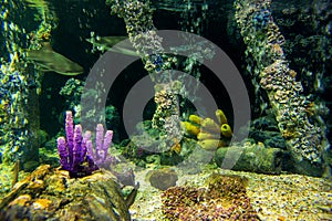 Aquarium fish with coral and aquatic animals