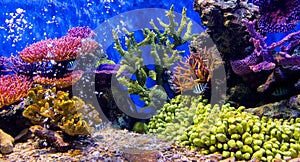 Aquarium fish with coral and aquatic animals