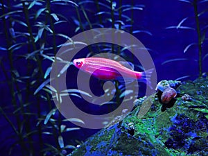 aquarium fish danio glo red on a blue background