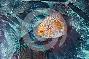Aquarium fish discus