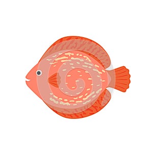 The aquarium fish discus pink
