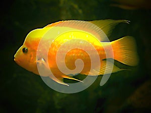 Aquarium Fish Electric Yellow Cichlid Labidochromis caeruleus, yellow in aquarium