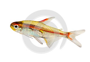 Aquarium fish Glowlight Tetra Hemigrammus erythrozonus freshwater