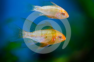 Aquarium fish gold gourami