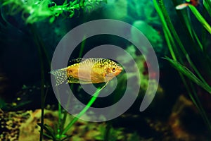 Aquarium Fish Golden gourami
