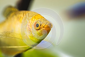 Aquarium Fish Golden gourami Trichogaster trichopterus Gold