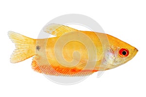 Aquarium Fish Golden gourami Trichogaster trichopterus Gold