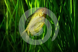 Aquarium Fish Golden gourami