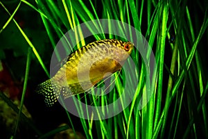 Aquarium Fish Golden gourami