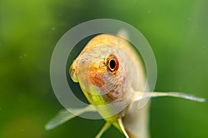 Aquarium Fish Golden gourami Trichogaster trichopterus Gold