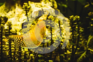 Aquarium Fish Golden gourami Trichogaster trichopterus Gold in fish tank