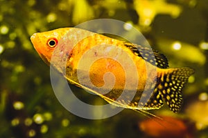Aquarium Fish Golden gourami Trichogaster trichopterus Gold in fish tank