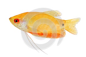 Aquarium Fish Golden gourami Trichogaster trichopterus Gold