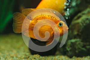 Aquarium fish - goldfish