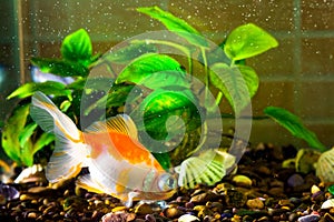 Aquarium fish goldfish is swimming in the water with green plant