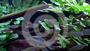 Aquarium fish. A green beautiful planted tropical freshwater aquarium with fishes