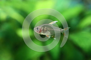 Aquarium fish Hyphessobrycon bentosi var. White Fin