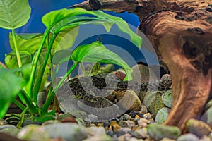 Aquarium fish Hypostomus plecostomus