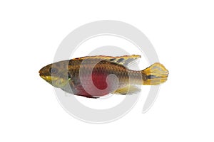 Aquarium Fish Isolated White Pelvicachromis Pulcher Kribensis Ci